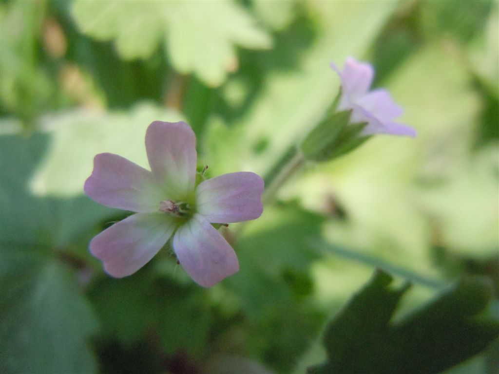 Geranium rotundifolium / Geranio malvaccino